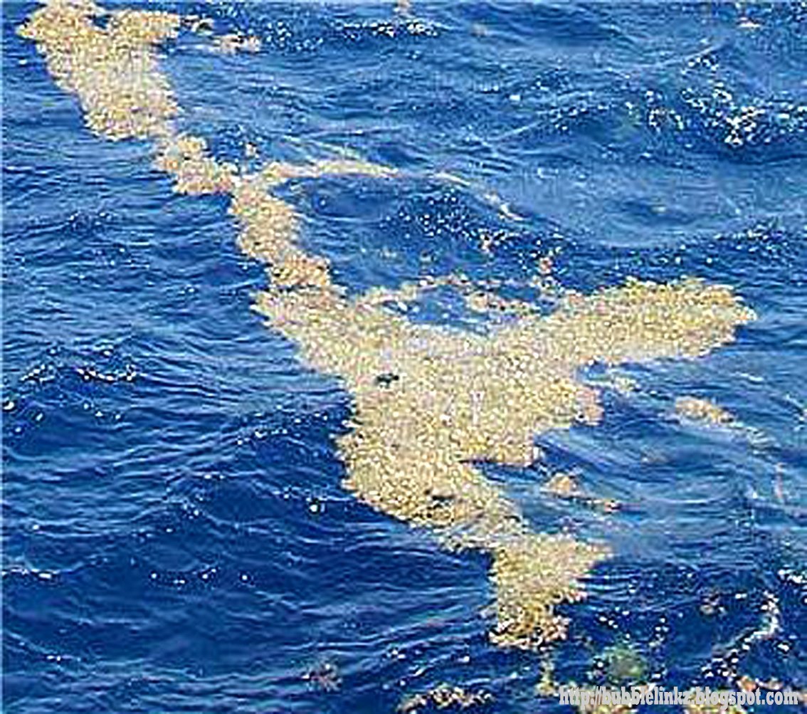 Саргассово море из космоса