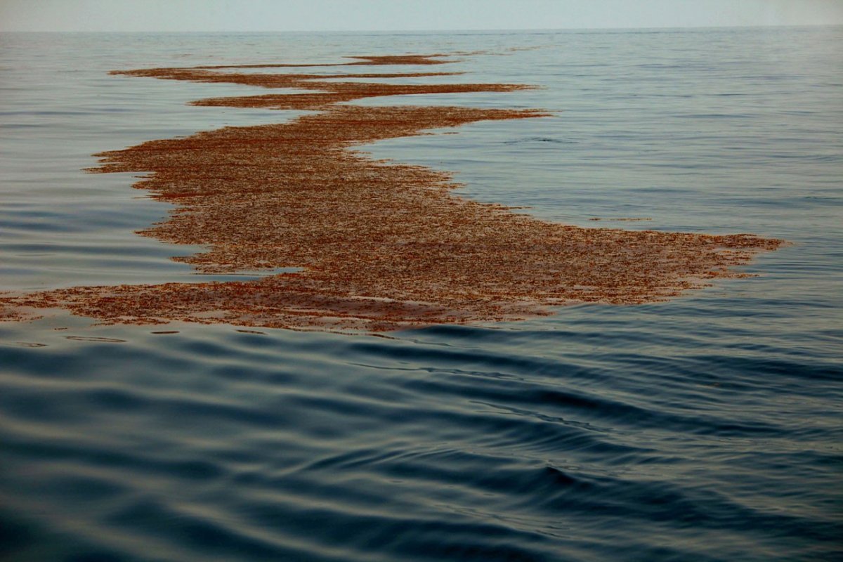 Саргассово море медузы