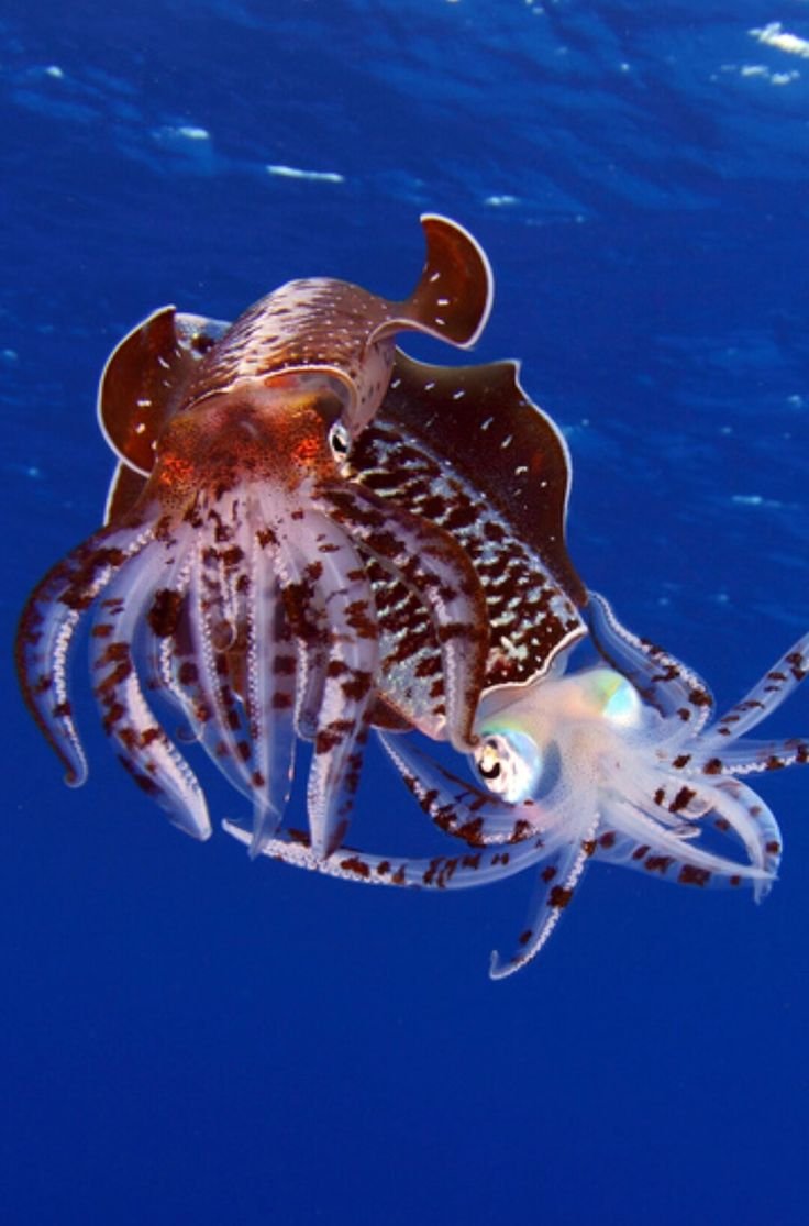 Морские животные осьминог