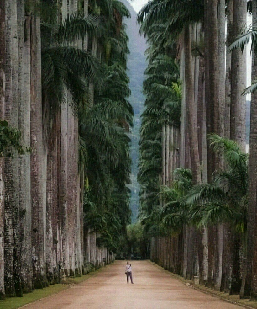 Phoenix canariensis Chabaud