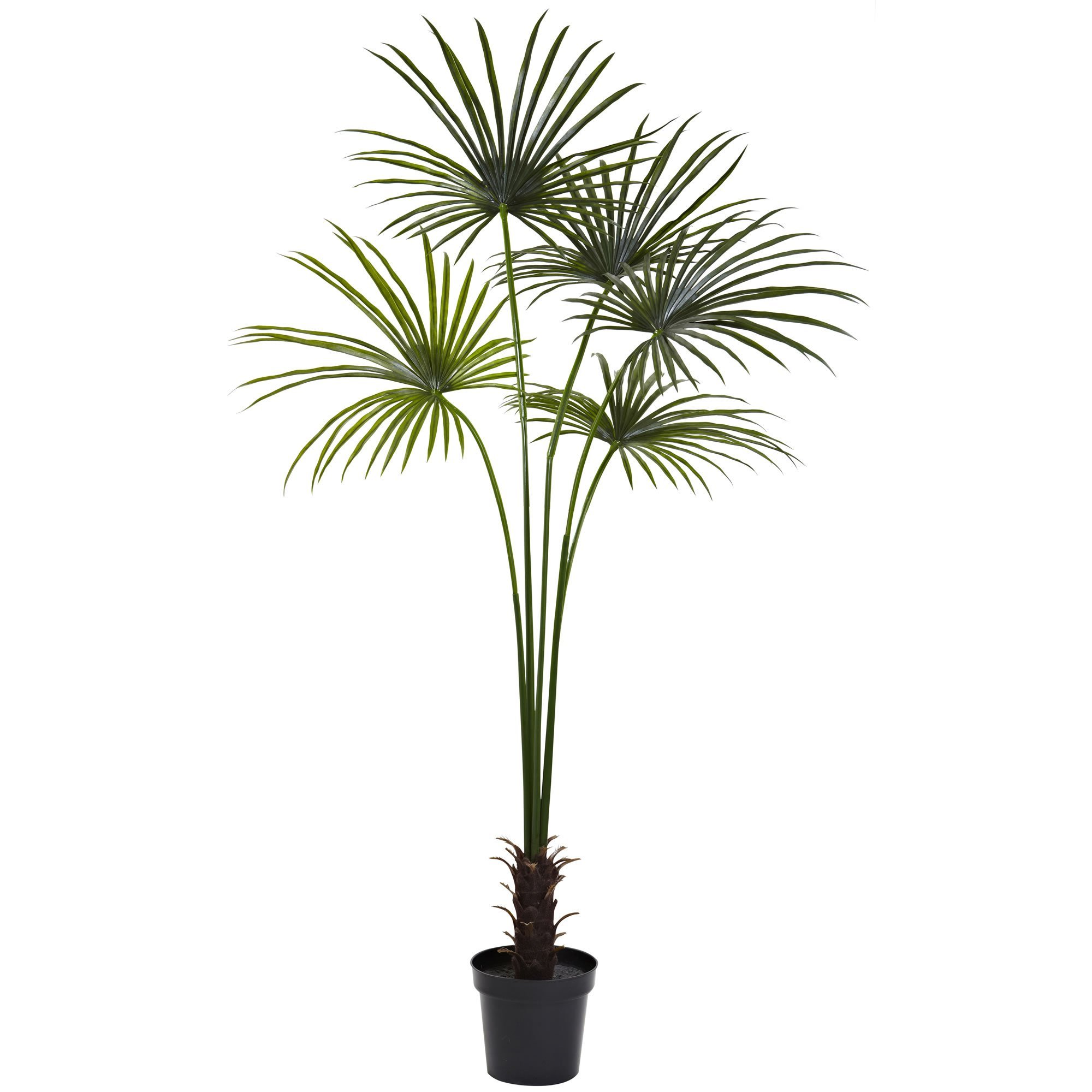 Комнатное растение название пальмы. Пальма Кентия (Ховея) де Люкс 170. Пальма Драцена. Пальма комнатная Драцена. Пальма Драцена окаймленная.