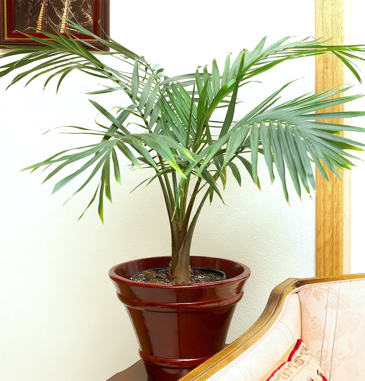 Комнатное растение название пальмы. Хамедорея изящная. Финиковая Пальма хамедорея. Драцена хамедорея. Арека Парадиз Пальма Живая.
