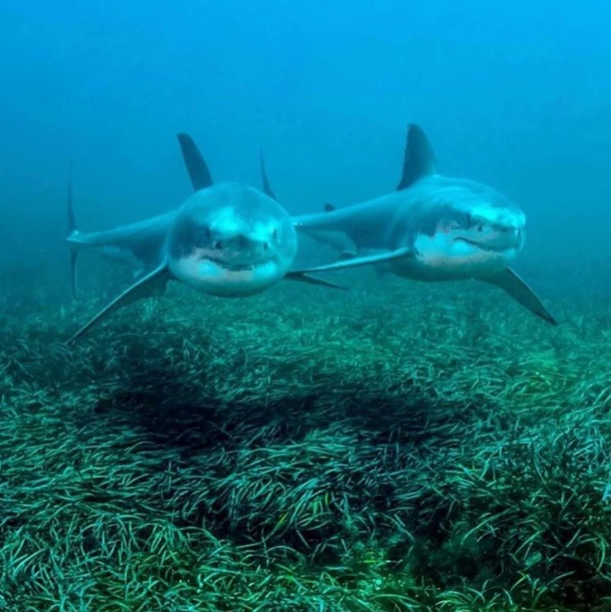 Акулы в черном море. Белая акула в черном море. Самая большая акула чёрного моря. Акула в природе.