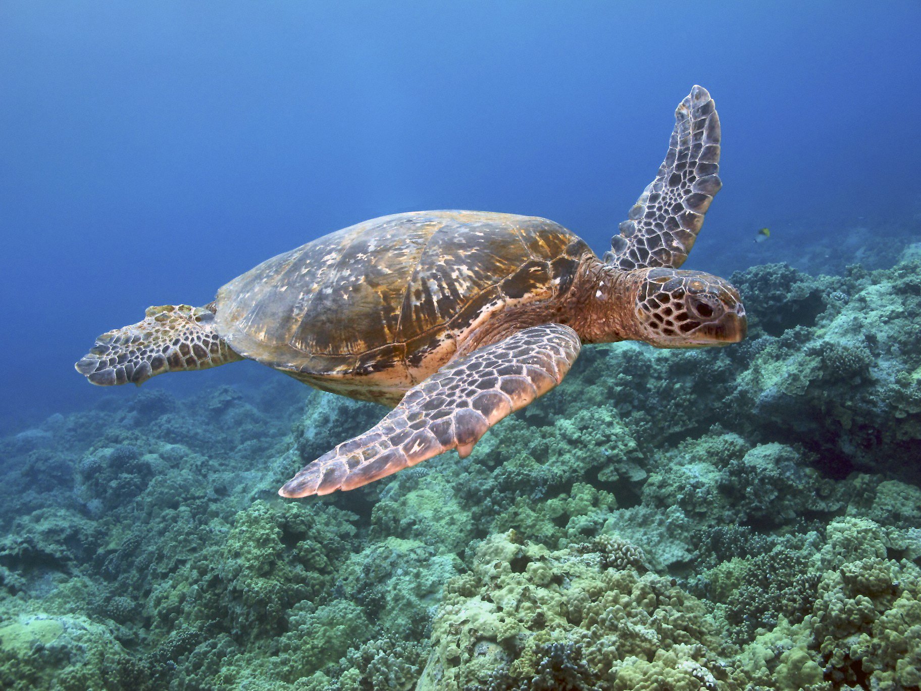Морские черепахи жизнь. Морская черепаха индийского океана. Гигантские морские черепахи индийского океана. Черепаха бисса (Каретта). Морские черепахи черепахи.