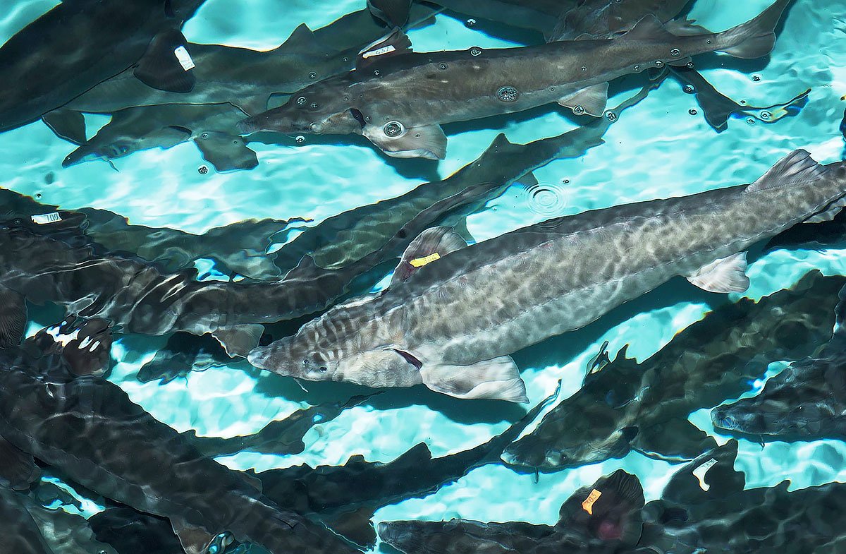 виды рыб каспийского моря