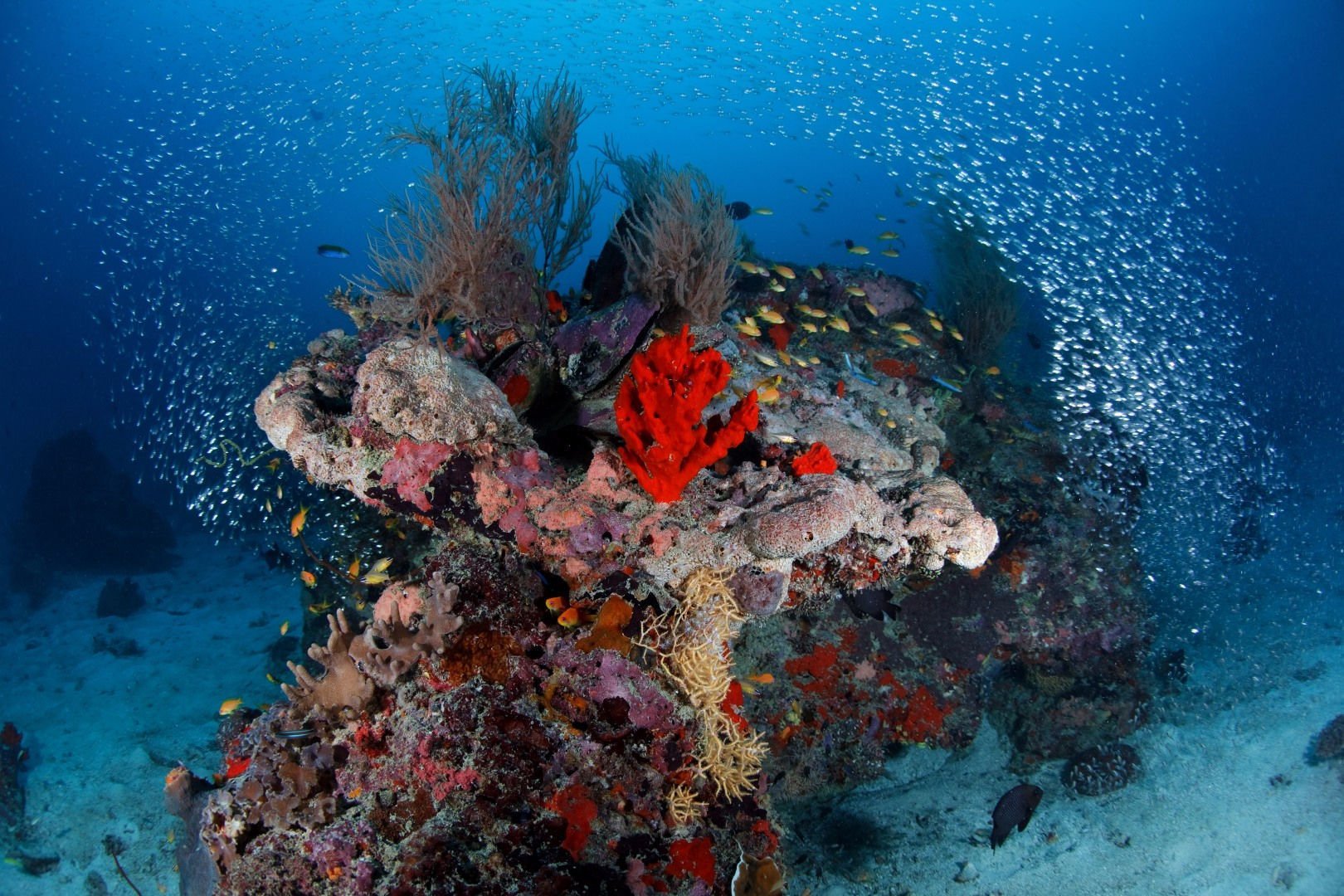 Underwater coral. Красное море Дахаб. Жак Ив Кусто большой Барьерный риф. Коралловые рифы красного моря. Коралловые рифы Пемба.
