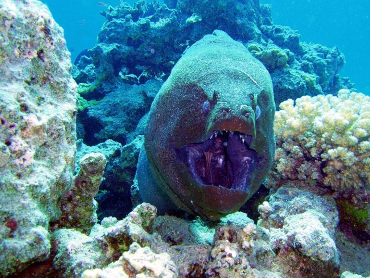 Черноморский морской еж