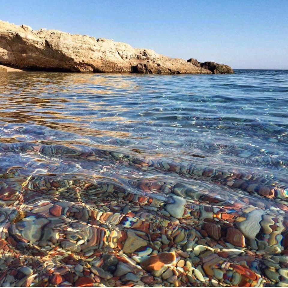 Морские Ежи Эгейского моря
