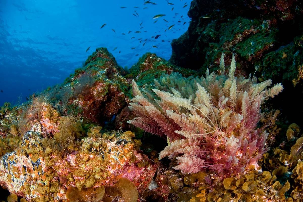 Стайные рыбы Средиземного моря