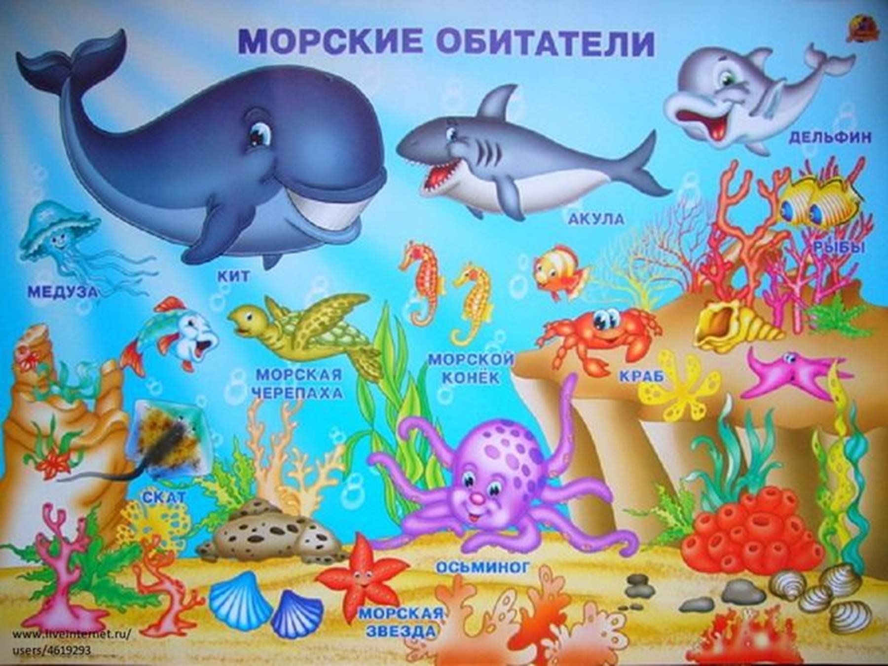 Обитатели морей и океанов младшая группа. Морские обитатели для детей. Плакат морские обитатели для детей. Морские жители для детей. Подводный мир морские обитатели для детей.