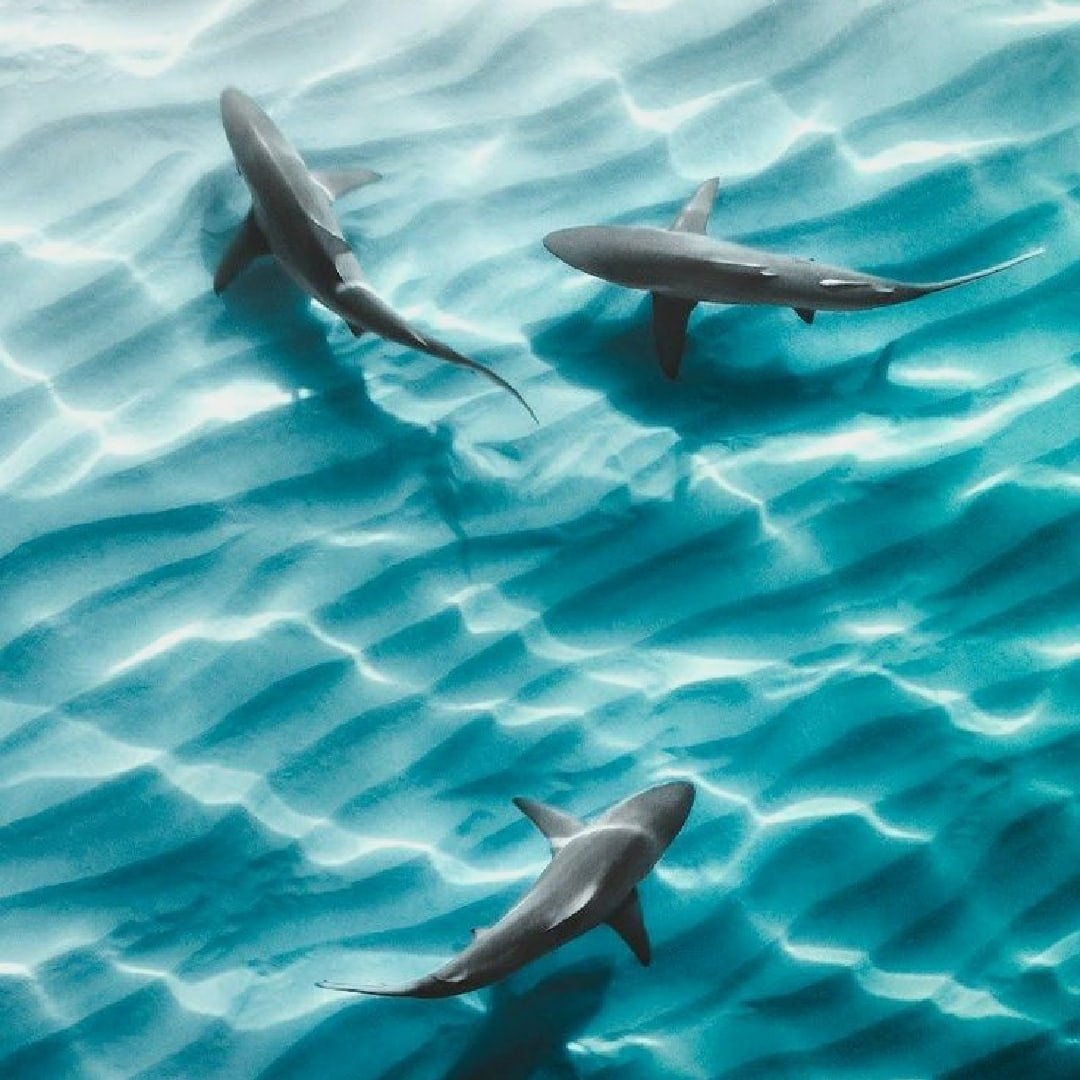 Южно китайское море акулы