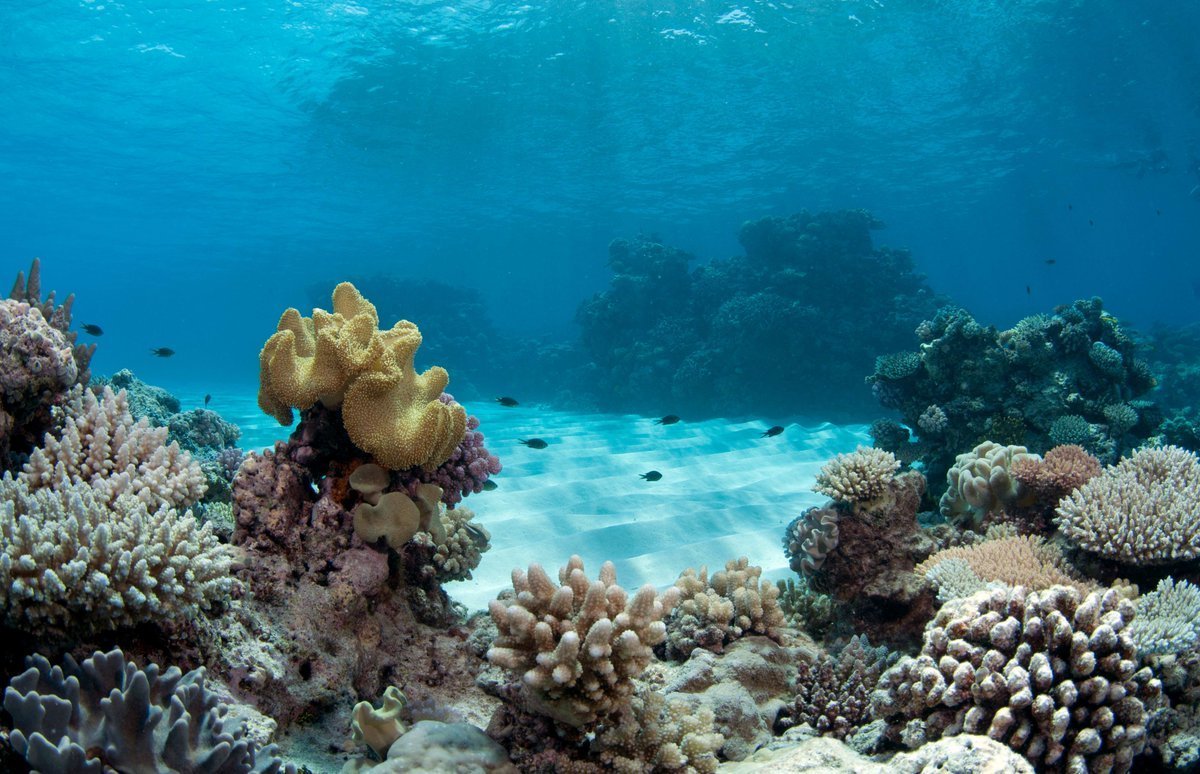 Картинка на дне моря. Подводный мир Египта Шарм-Эль-Шейх. Коралловые рифы в Сокотре. Сокотра остров дайвинг. Коралловые рифы Средиземного моря.
