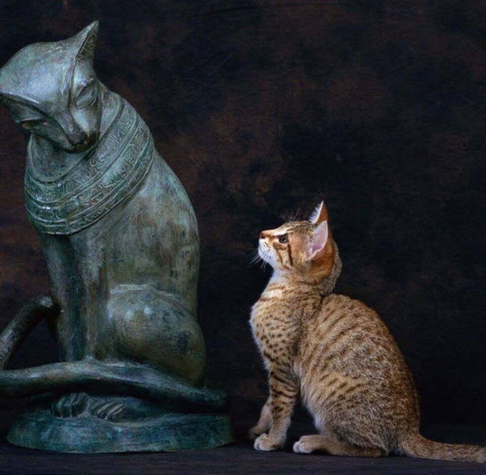 Коты египетские МАУ фараон