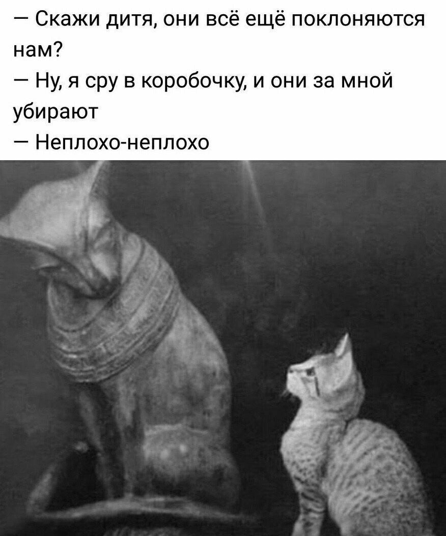 Король сфинкс