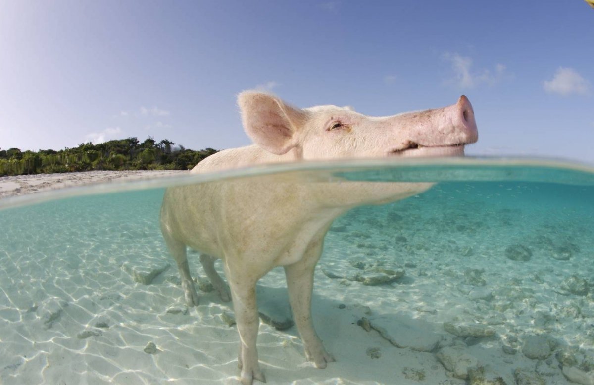 Остров свиней на багамах