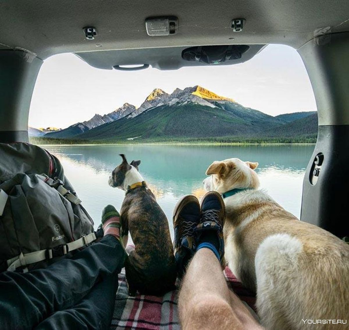 Какие бывают путешествия. Путешествие с собакой. Путешествие на автомобиле. Собака путешествует. Авто для путешествий.