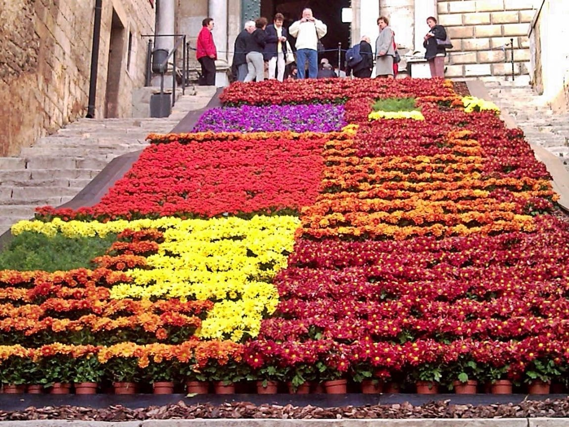 Цветы испании
