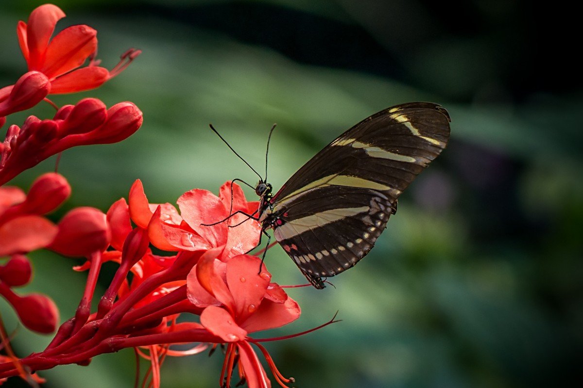 Heliconius charithonia