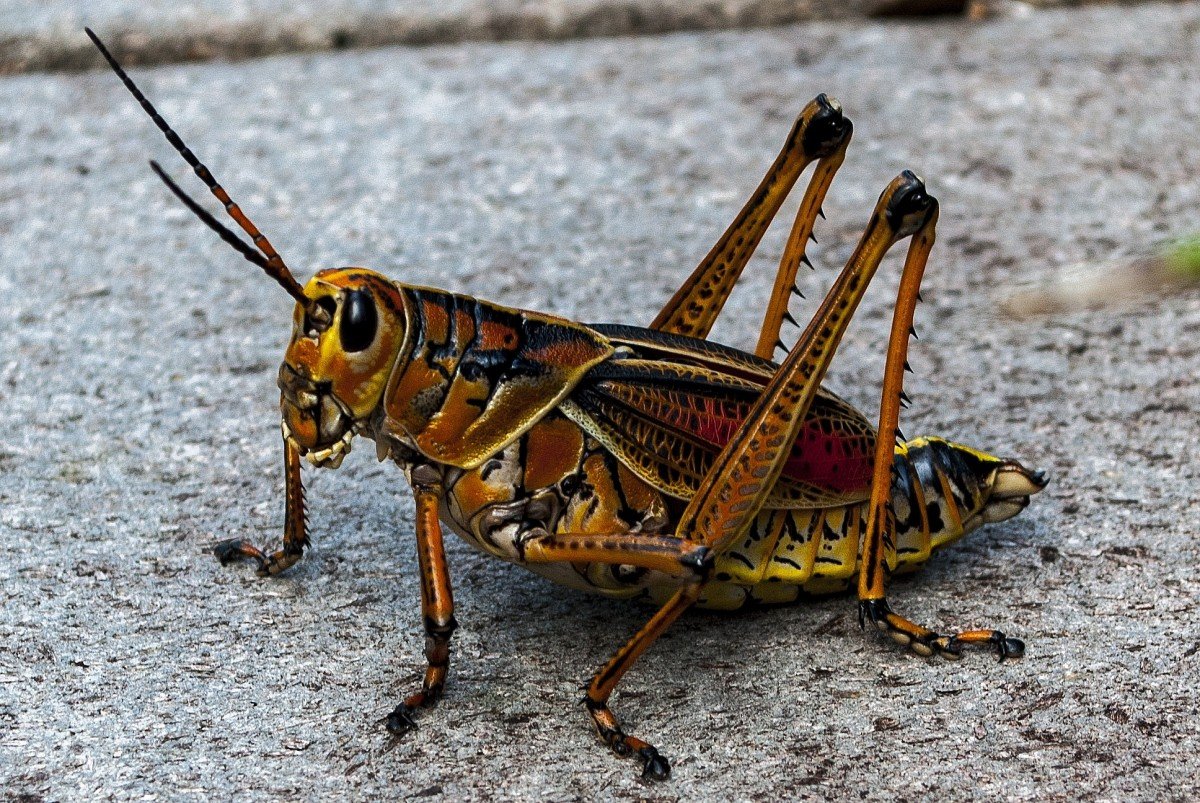 Мадагаскарский кузнечик