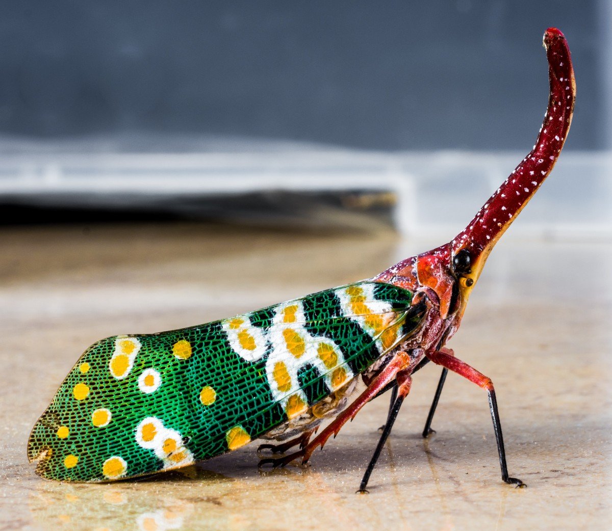 Planthopper насекомое