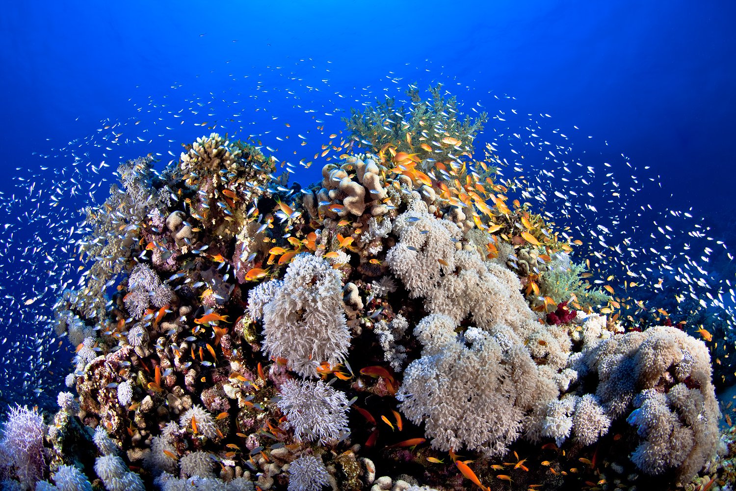 Коралловые рифы в хургаде. Кораллы в Хургаде. Сафага рифы. Коралловый риф Египет. Красное море Египет рифы.