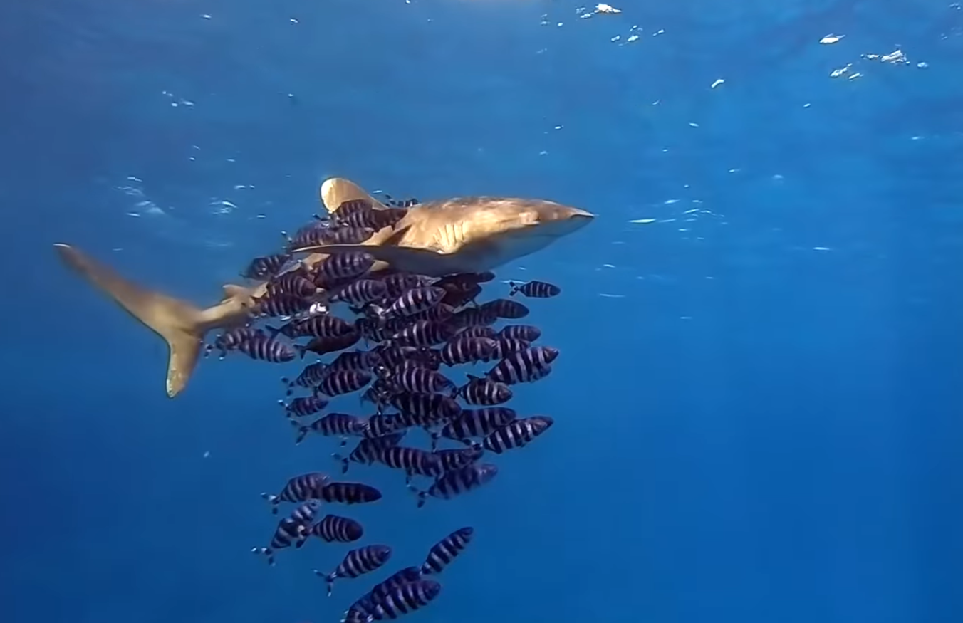 Нападение акул в шарм эль. Рас Мухаммед Шарм-Эль-Шейх акулы. Рифовая акула Шарм Эль Шейх.