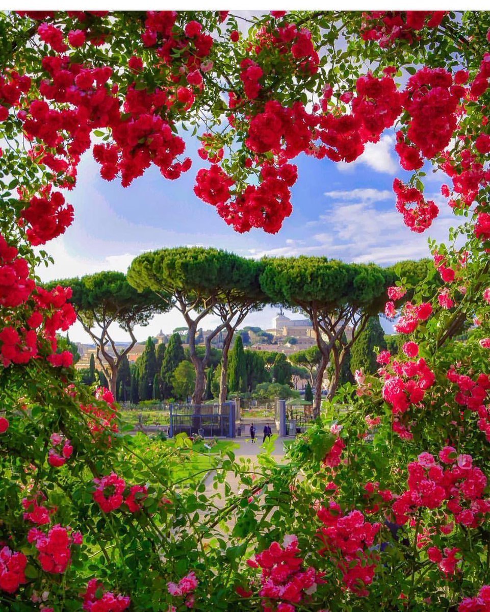 Цветущие деревья италия