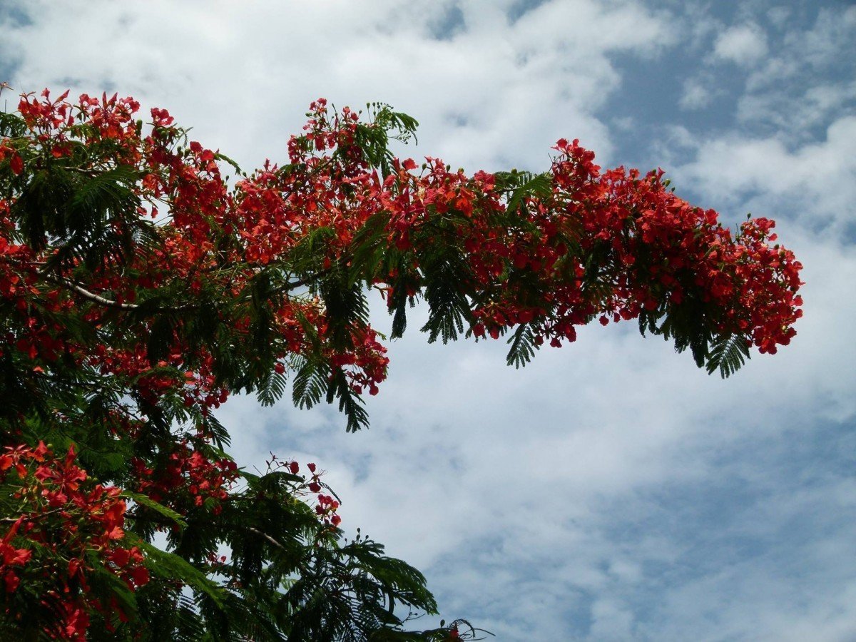 Дерево с красными цветами в египте
