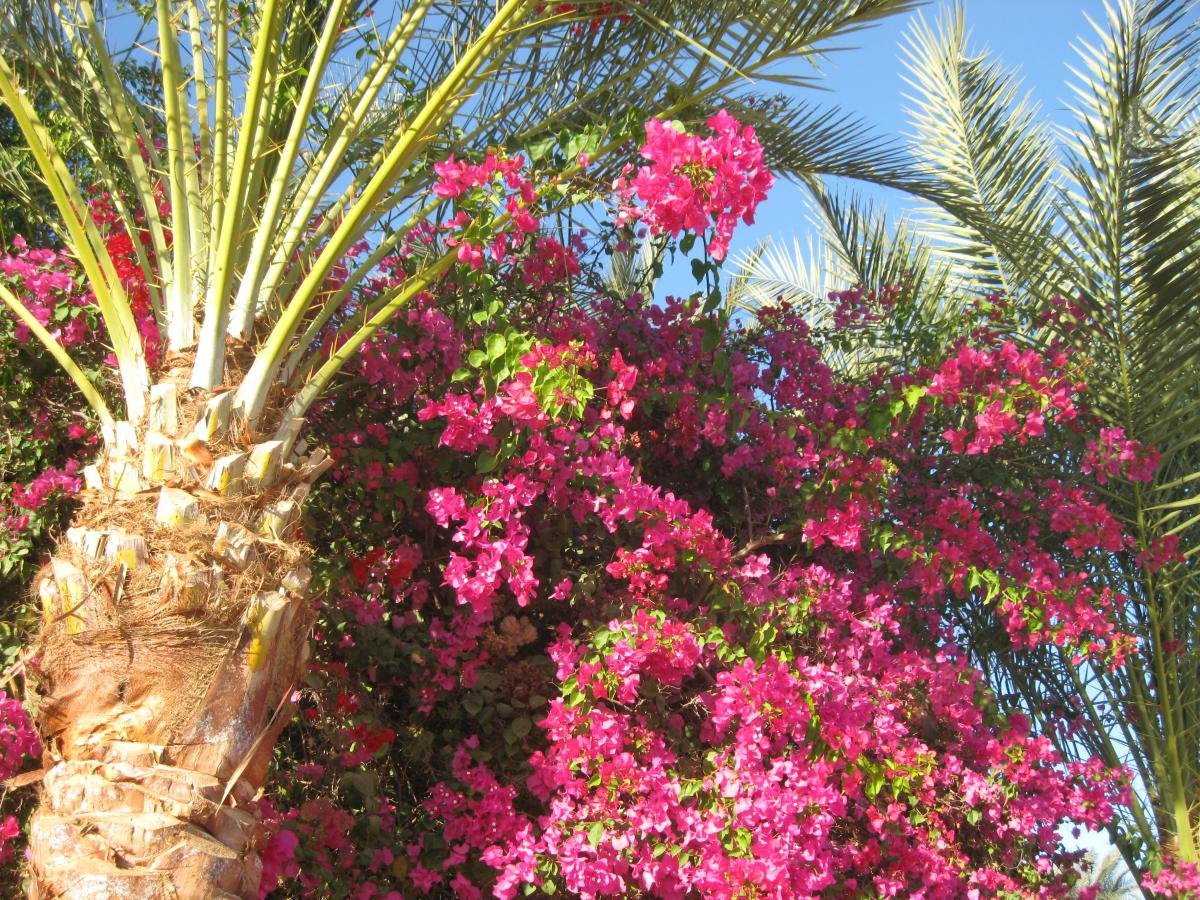 Кустарники египта цветущие с фото и названием