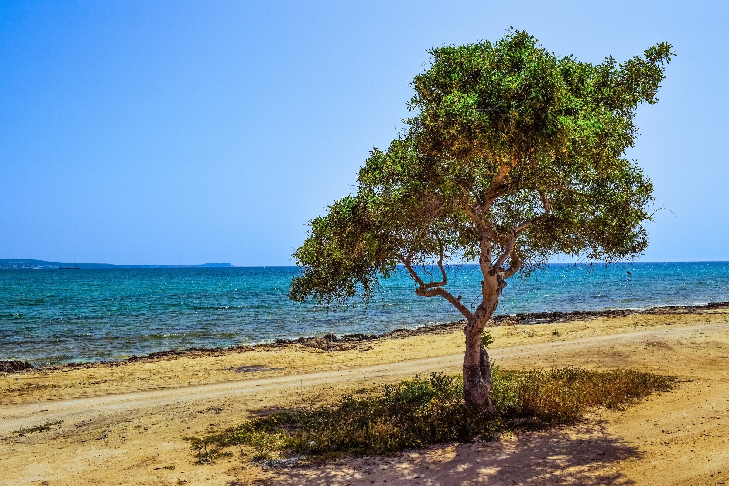 Beach tree. Кипр Потамос. Деревья Кипра. Деревья на пляже. Красивые деревья на пляже.