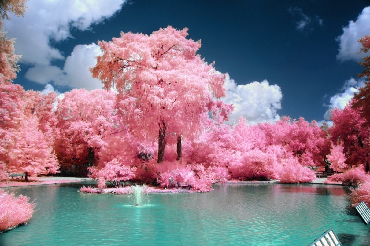 Розовые деревья в горах. Сакура у воды. Сакура дерево. Розовое дерево. Красивое цветущее дерево.