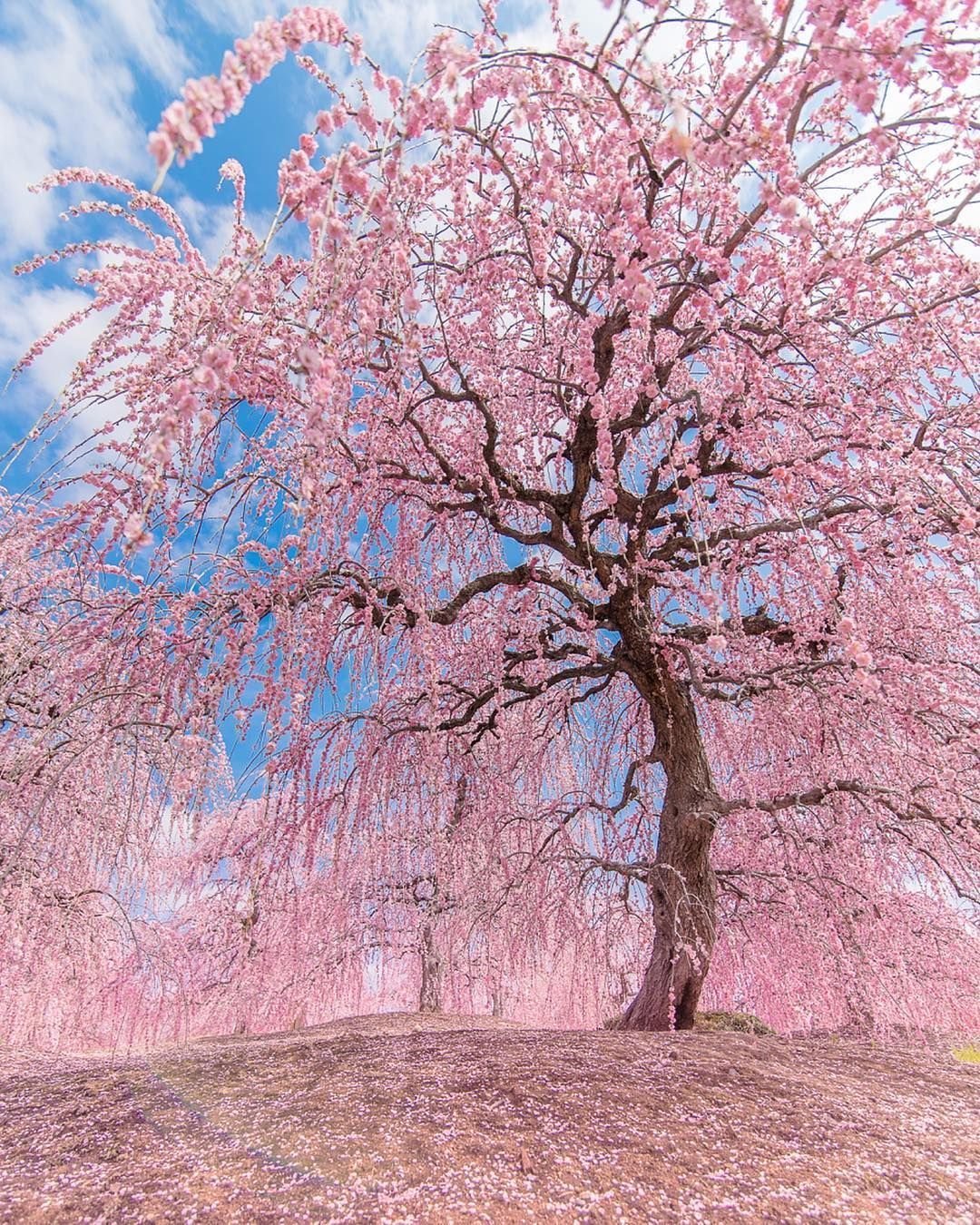 Цветущее дерево без листьев. Сакура дерево. Розовое дерево. Красивое цветущее дерево. Дерево срощовыми листьями.