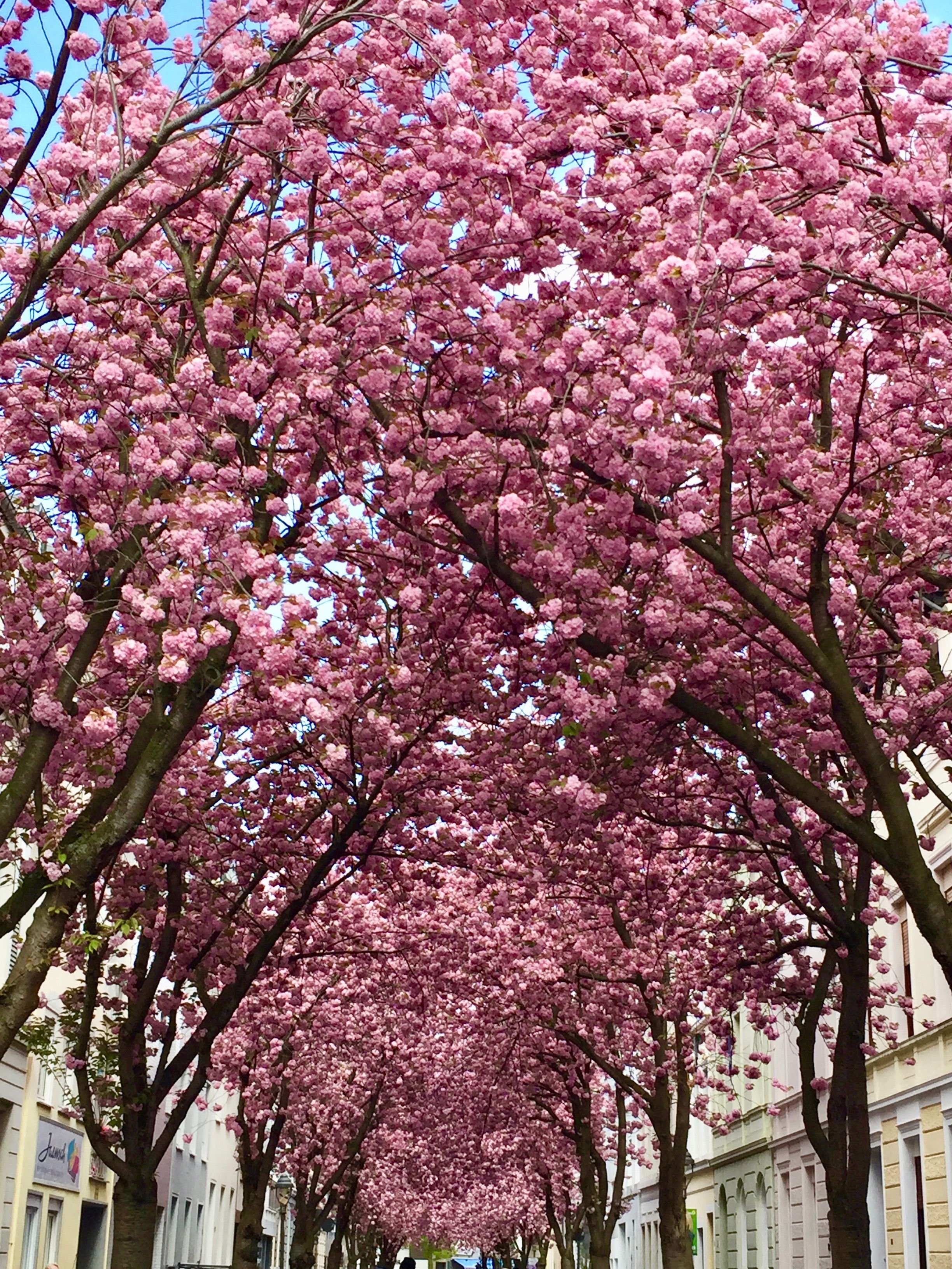 Розовые деревья в краснодаре. Бонн аллея Сакура. Сакура в Гамбурге. Сакура Дикая вишня. Розовое дерево.