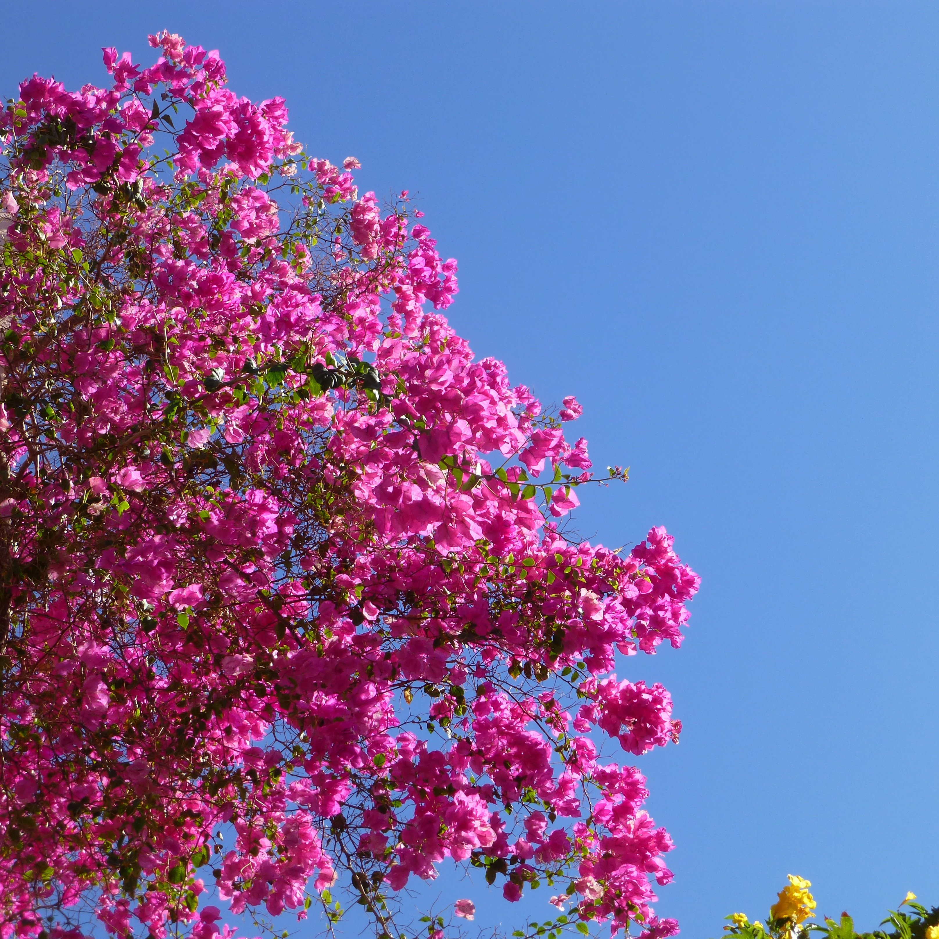 Май ярких цветов. Бугенвиллея куст. Бугенвиллия розовая. Бугенвиллия саммер Пинк.
