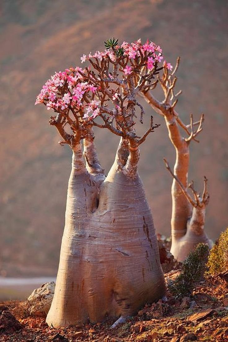 Роза пустыни цветок египет
