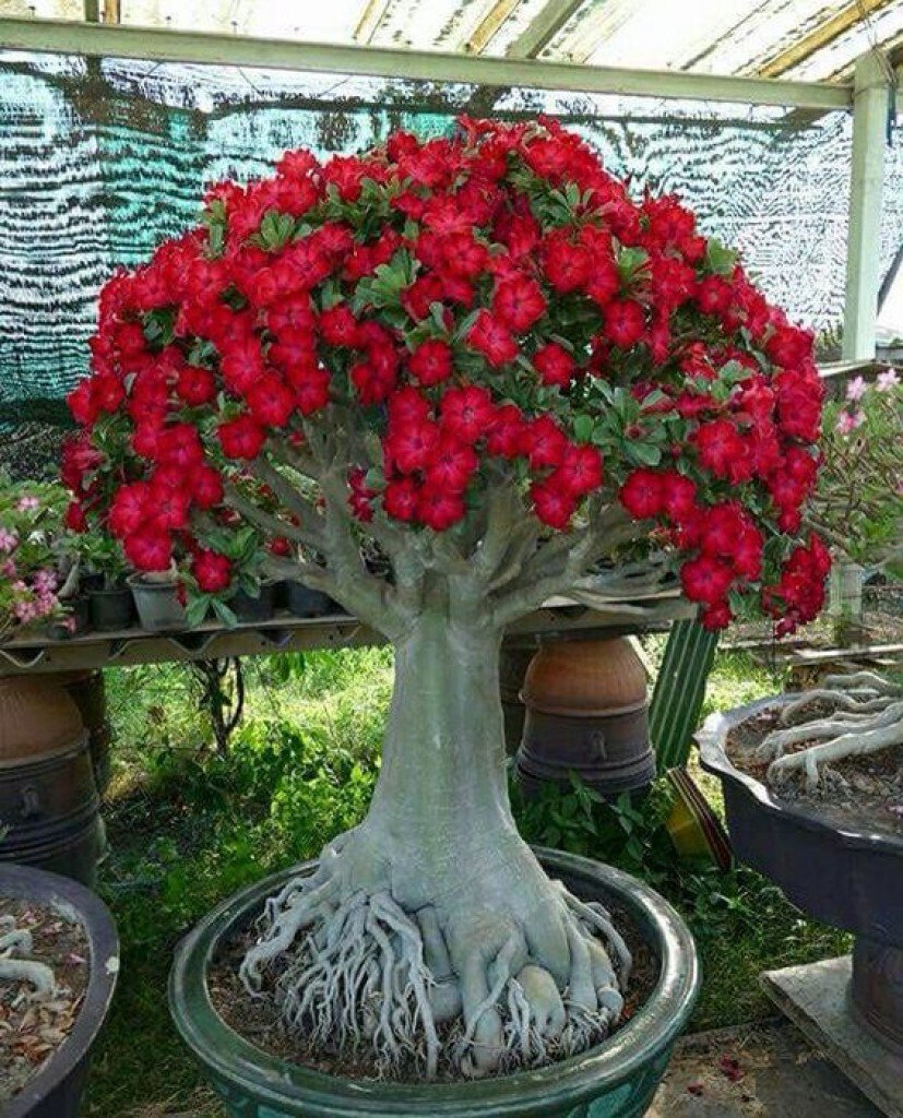 Роза Пустыни Цветок Египет