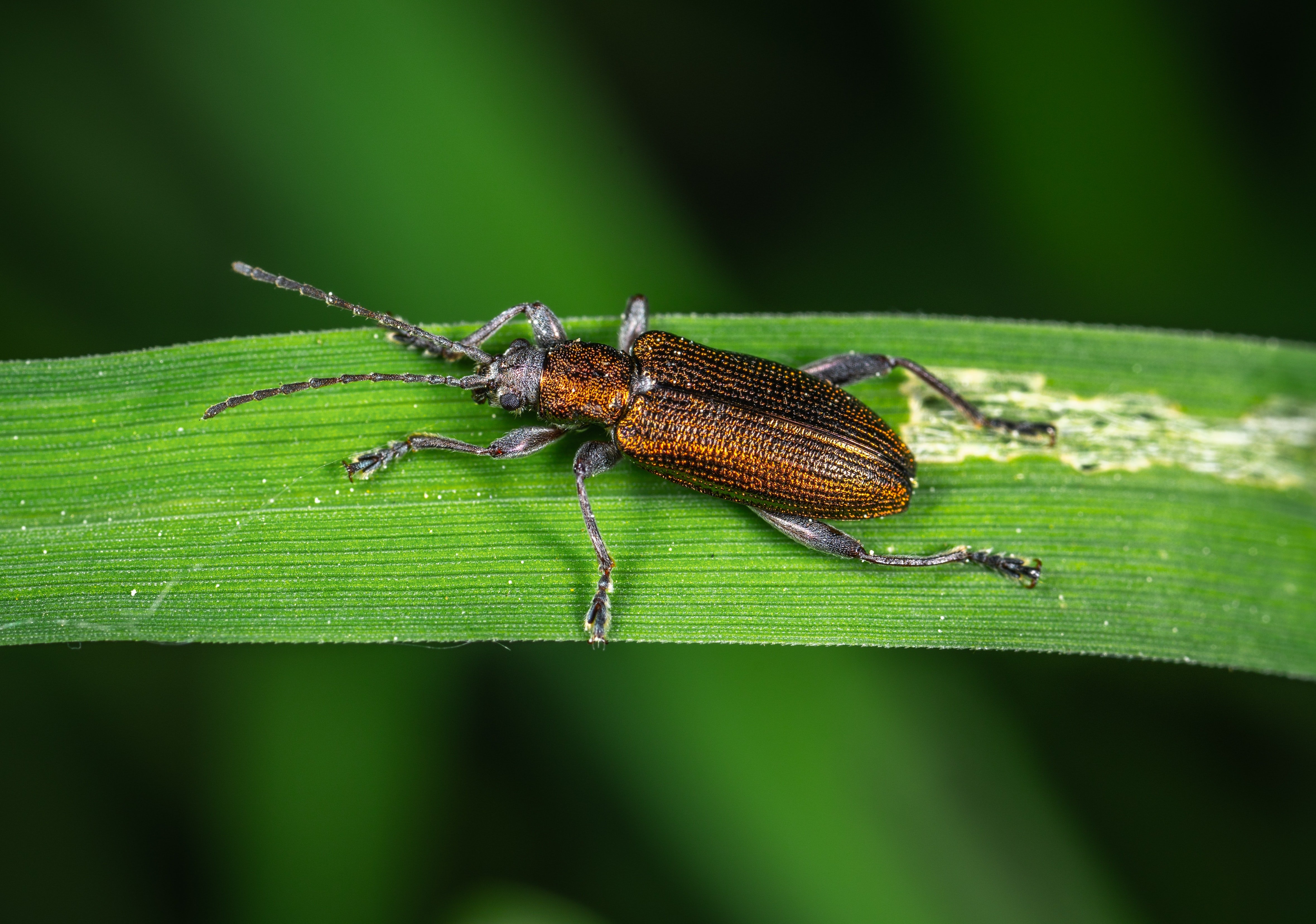 Жесткокрылые жуки. Жук веероус. Coleoptera жуки. Жук веероус энтомологический.