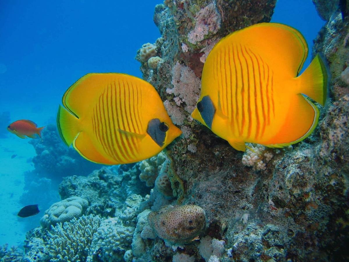 Красное море фото. Большая желтая рыба в Красном море. Подводный мир красного моря Египет невероятная красота. Подводный мир красного моря фото из Египта. Сине желтая рыба Египта Шарм.