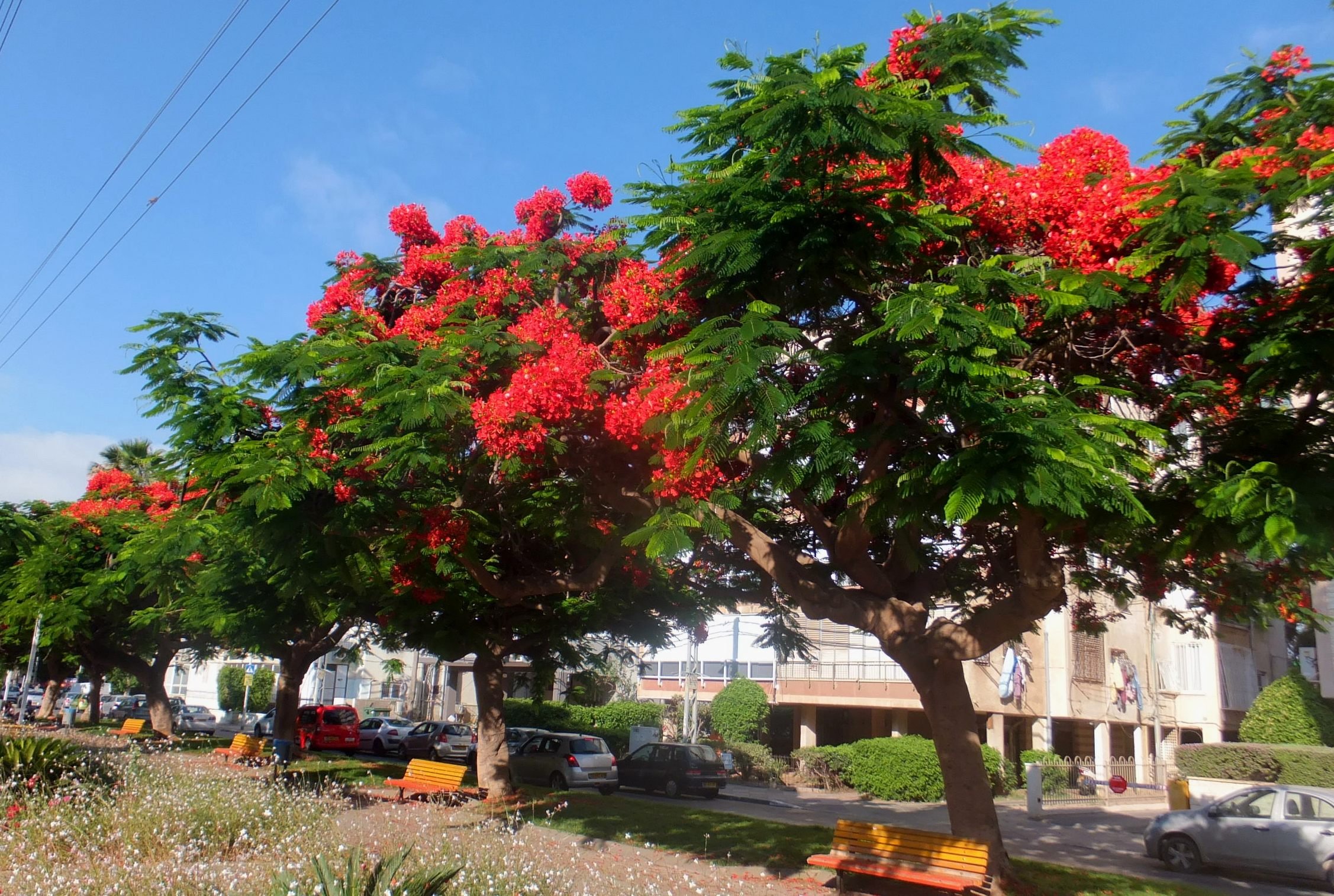 Деревья цветущие красным цветом. Дерево Делоникс Королевский. Делоникс Королевский климат. Делоникс Королевский аллея. Делоникс Королевский в Израиле.