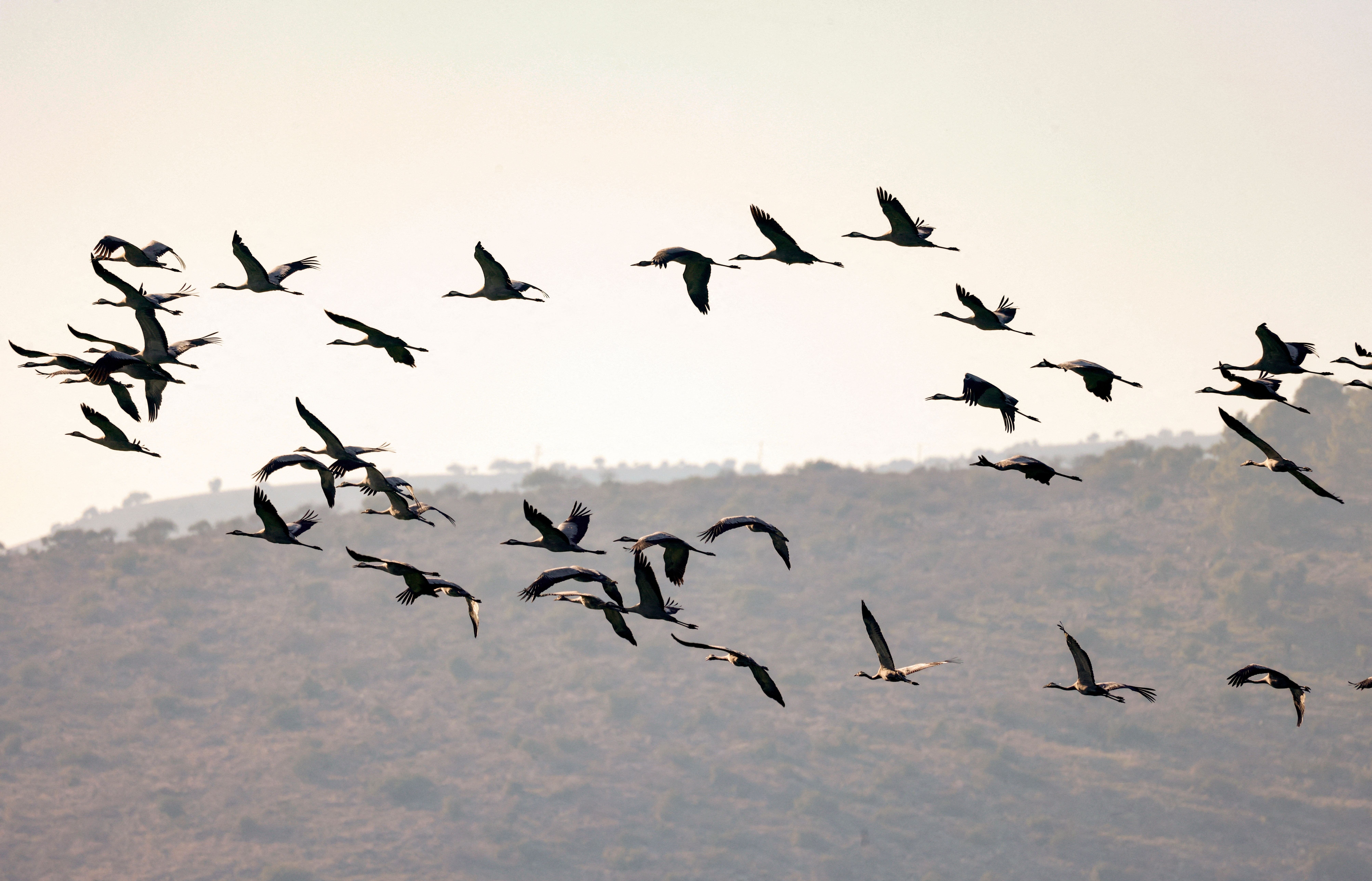 Национальная птица эстонии. Перелетные птицы в Израиле. Птицы Израиля. Птицы Израиля фото. Миграция птиц в Израиле.