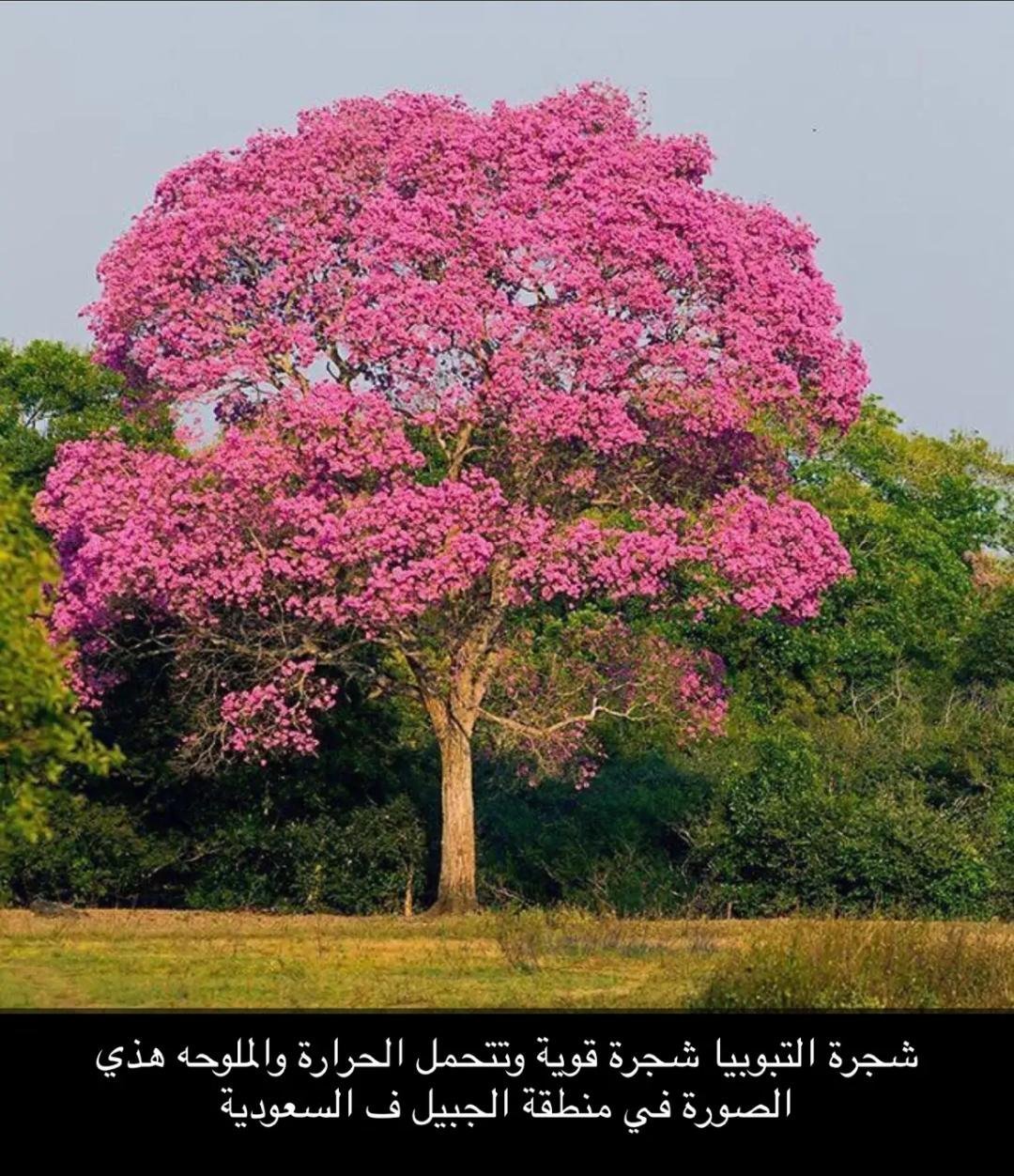 Дерево цветет розовым цветом название. Табебуйя дерево. Муравьиное дерево табебуйя. Табебуйя розовая (Tabebuia rosea). Муравьнле деркво табибуйа.
