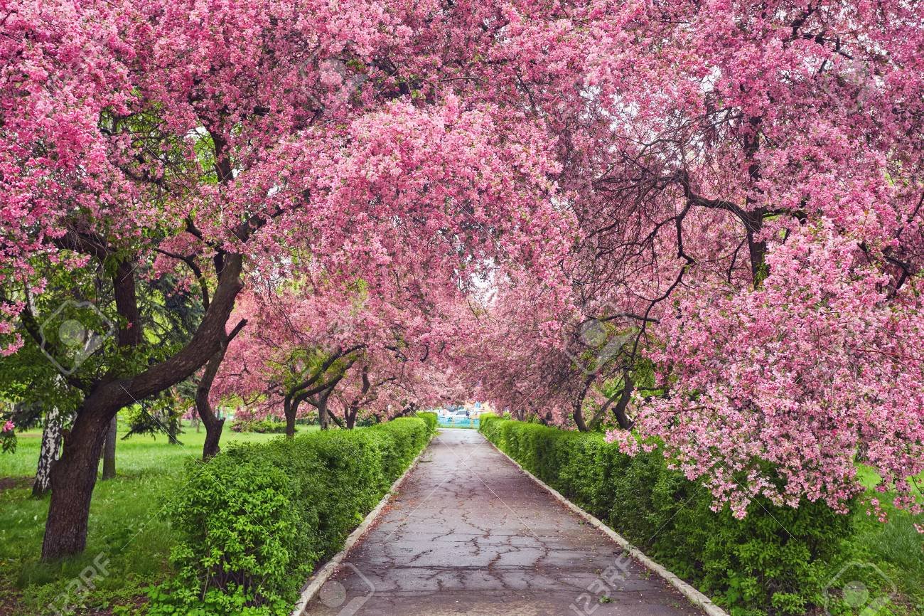 Розовые деревья в краснодаре. Аллея цветущих деревьев. Аллея Сакуры. Аллея из цветущих деревьев. Розовое дерево аллея.