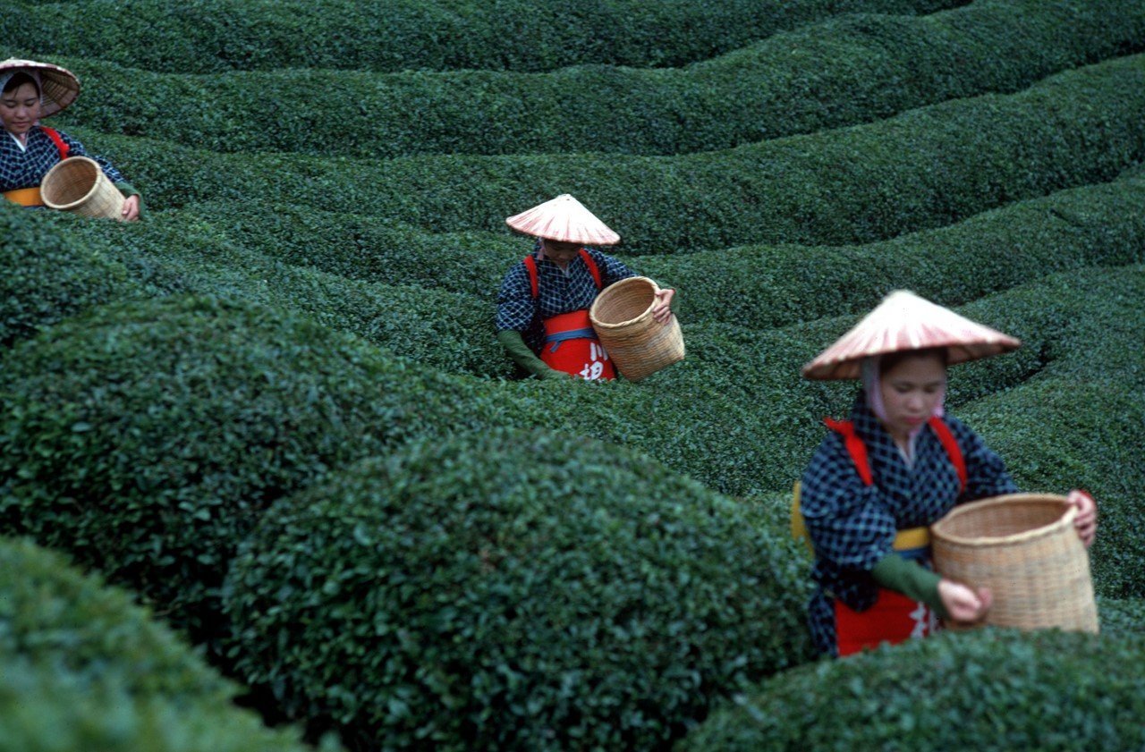 Сбор китайского чая. Чай Вьетнам плантации Вьетнам. Чайные плантации Японии сбор чая. Даласс кофейная плантация Вьетнам. Вьетнам чайные плантации.