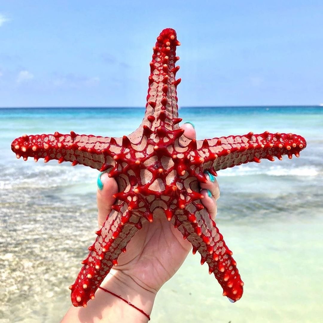 Smantha starfish