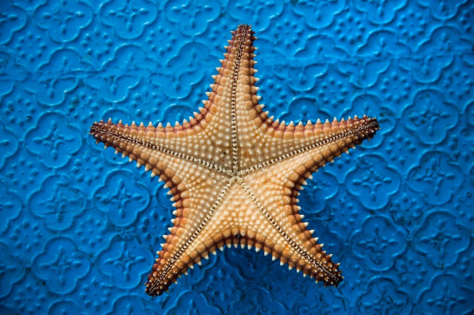 Морская звезда тула