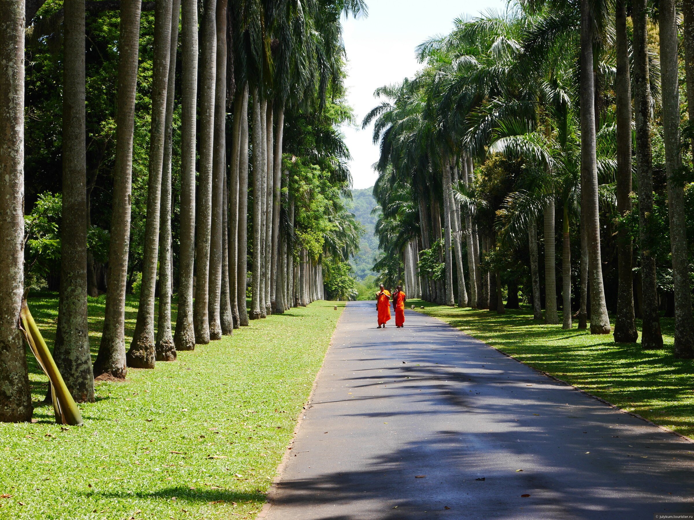 Шри ланка дорого. Пальмовая аллея Юг Шри Ланки. Канди - Королевский Ботанический сад Перадения. Канди Шри Ланка. Ботанический сад Шри Ланка.