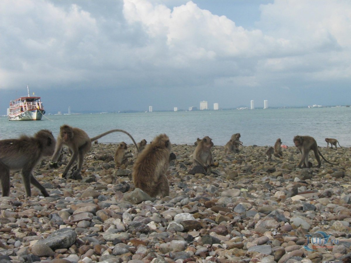 тайланд остров обезьян