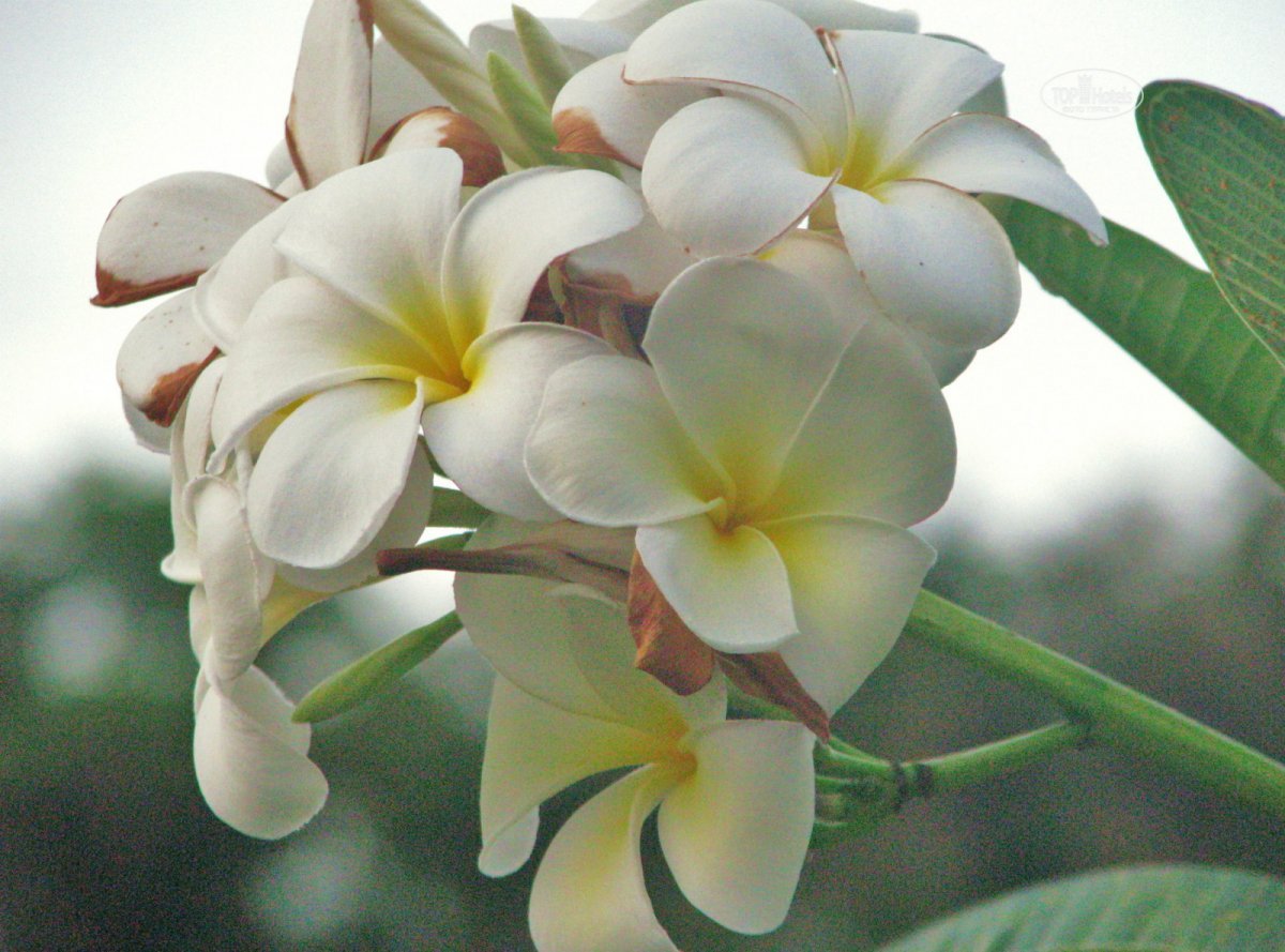 цветок из тайланда