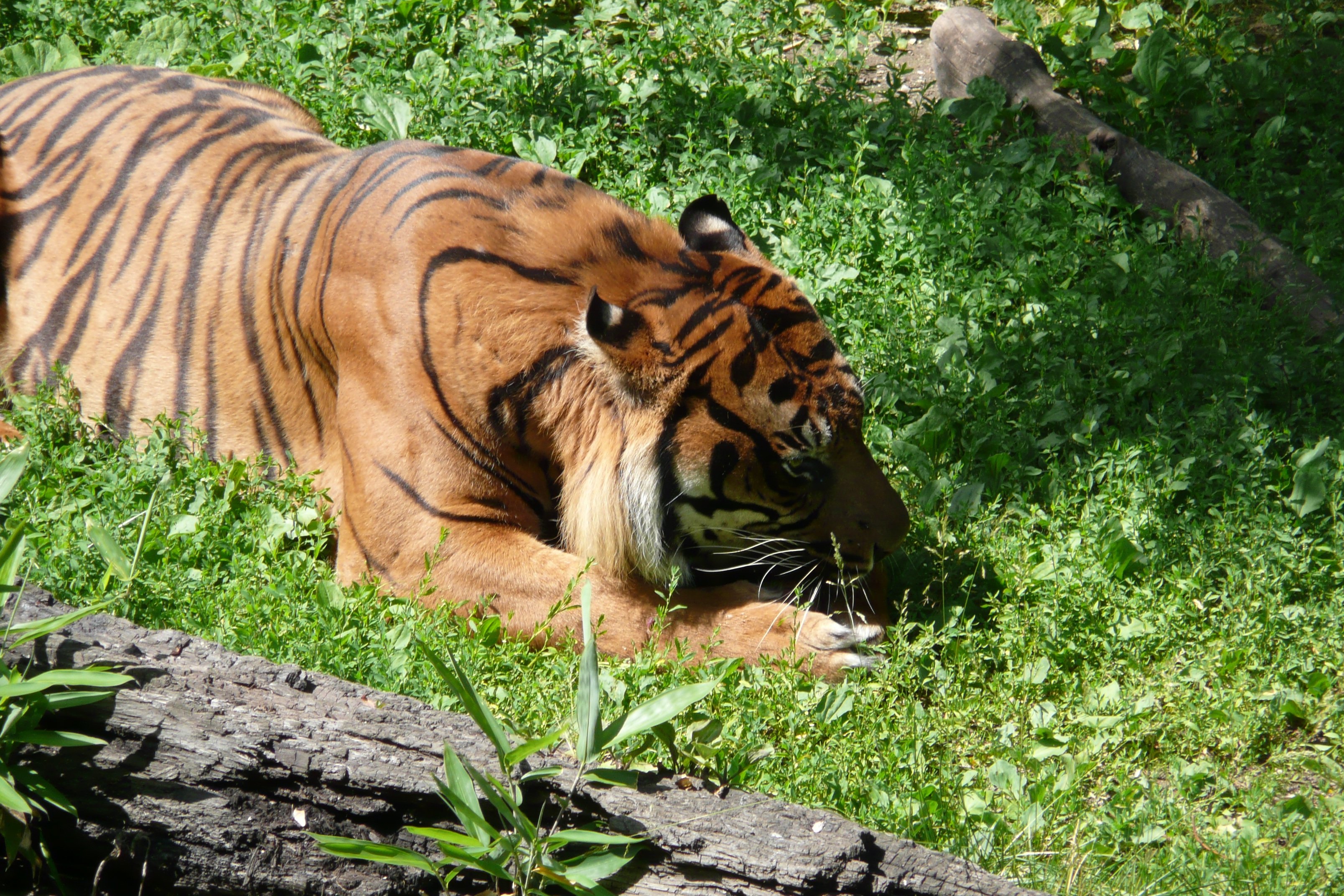 Dangerous wild animals. Тигр в тропическом лесу. Тигр в джунглях. Тигр в тропиках. Тигр вид хищных млекопитающих семейства кошачьих.