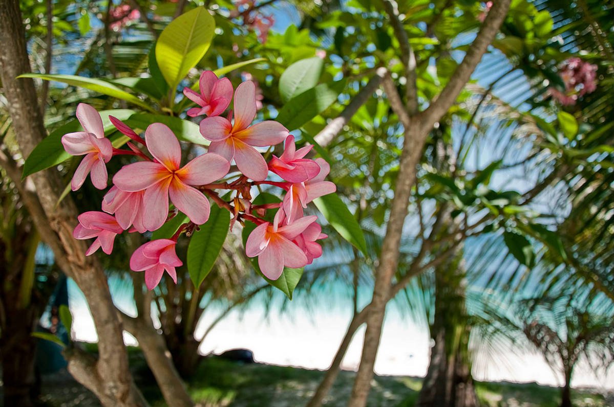Frangipani дерево